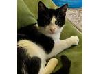 Miranda Domestic Shorthair Kitten Female