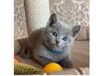 GL 2 Russian Blue Kittens Cats