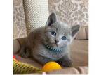 FV 2 Russian Blue Kittens Cats