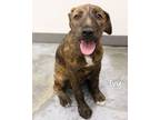 Adopt Ivy a Wirehaired Terrier
