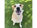Adopt Calle a Cattle Dog