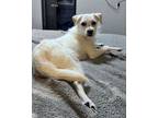 Adopt Katie a Parson Russell Terrier