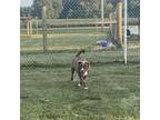 Zio, American Staffordshire Terrier For Adoption In Norridge, Illinois