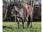 Blue Roan