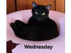 Adopt Wednesday a Domestic Short Hair