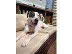 Adopt MERCY a Pit Bull Terrier, Mixed Breed