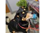 Adopt Abby a Rottweiler, German Shepherd Dog