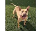 Adopt Janie a Pit Bull Terrier