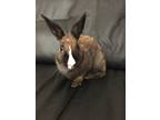 Adopt Tinker Bell a Bunny Rabbit