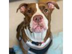 Adopt Tallulah a Pit Bull Terrier, American Staffordshire Terrier