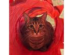 Adopt Ashen a Domestic Short Hair