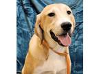Adopt Dionysus a Great Pyrenees, Hound