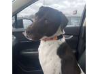 Adopt Elvira a Labrador Retriever, German Shorthaired Pointer