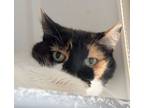 Adopt Marcie [Permanent Foster] a Domestic Short Hair