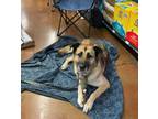 Adopt LOLA a German Shepherd Dog