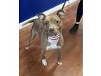 Adopt Rizzo a Mixed Breed
