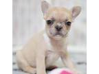 French Bulldog Puppy for sale in Santa Clarita, CA, USA