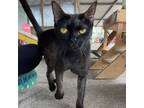 Adopt Naisha a Domestic Short Hair