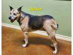 Adopt Dallas a German Shepherd Dog