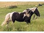 Flashy, Beautiful Black and White Tobiano Gypsy Vanner colt