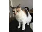 Adopt Vivienne a Domestic Short Hair