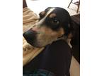 Adopt Betty Wagtail a Treeing Walker Coonhound