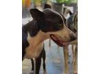 Adopt Osa a Pit Bull Terrier