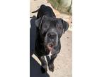 Adopt Bernadette & Beauregard a Mastiff