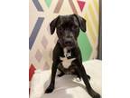 Adopt Coral a Labrador Retriever