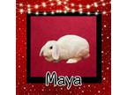 Adopt Maya a Lop Eared