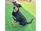 Adopt Bella 23-05-055 a Beauceron