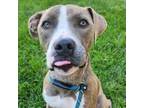 Adopt Lola a Pit Bull Terrier