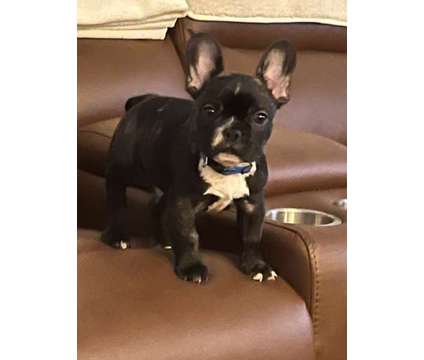 AKC Registered Brindle French Bulldog is a Male French Bulldog Puppy For Sale in Naples FL