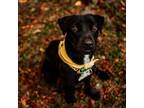 Adopt Chanel a Black Labrador Retriever