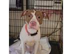 Adopt Sasha a Pit Bull Terrier