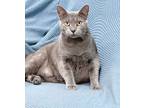 Adopt Diamond a Russian Blue