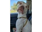 Adopt Dot a Staffordshire Bull Terrier, Boxer