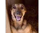 Adopt Helen.. of Troy a German Shepherd Dog, Mixed Breed