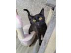 Adopt Kourtney a Domestic Short Hair