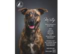 Adopt Misty a Rhodesian Ridgeback