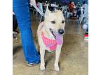 Adopt Sandy a Black Mouth Cur