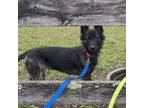 Adopt Francesca a Australian Cattle Dog / Blue Heeler, German Shepherd Dog