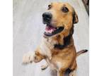 Adopt Cookie a Shepherd, Cattle Dog