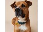 Adopt Olive a Boxer, American Staffordshire Terrier