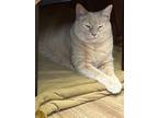 Adopt Peanut a American Shorthair