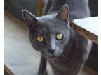 Adopt Hunter a Domestic Short Hair