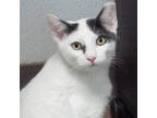 Adopt Welby a Domestic Short Hair