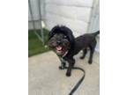 Adopt Dreis a Havanese, Terrier