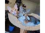 Adopt Trixie and Rex a Tabby