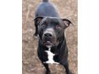 Adopt Coal a Pit Bull Terrier